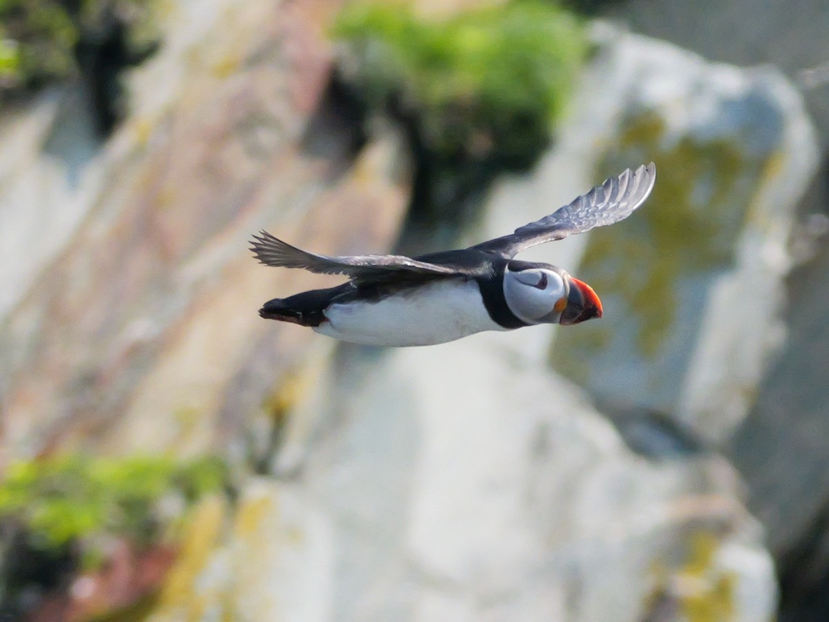 Atlantic Puffin - ML637479795