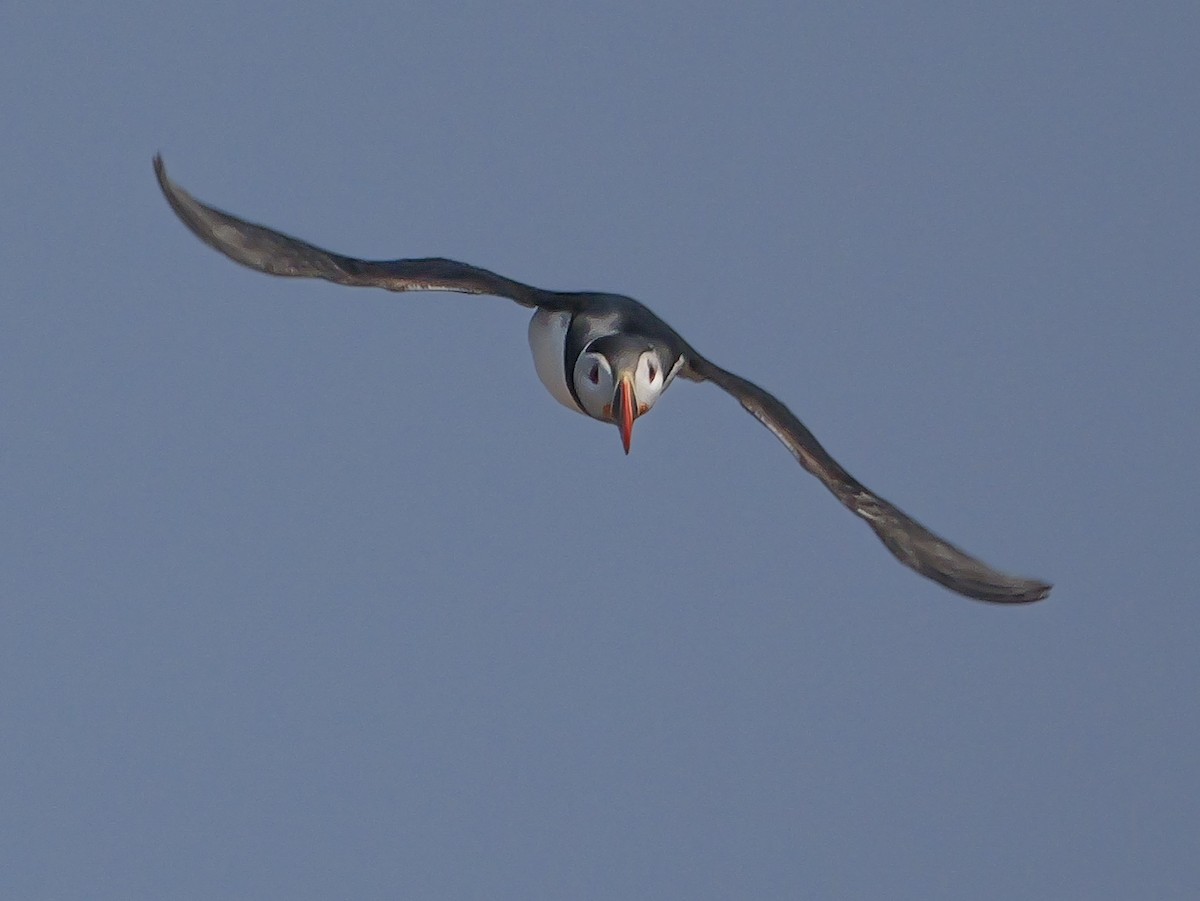 Atlantic Puffin - ML637479797