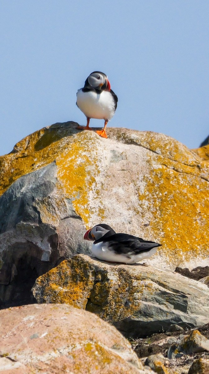 Atlantic Puffin - ML637479799