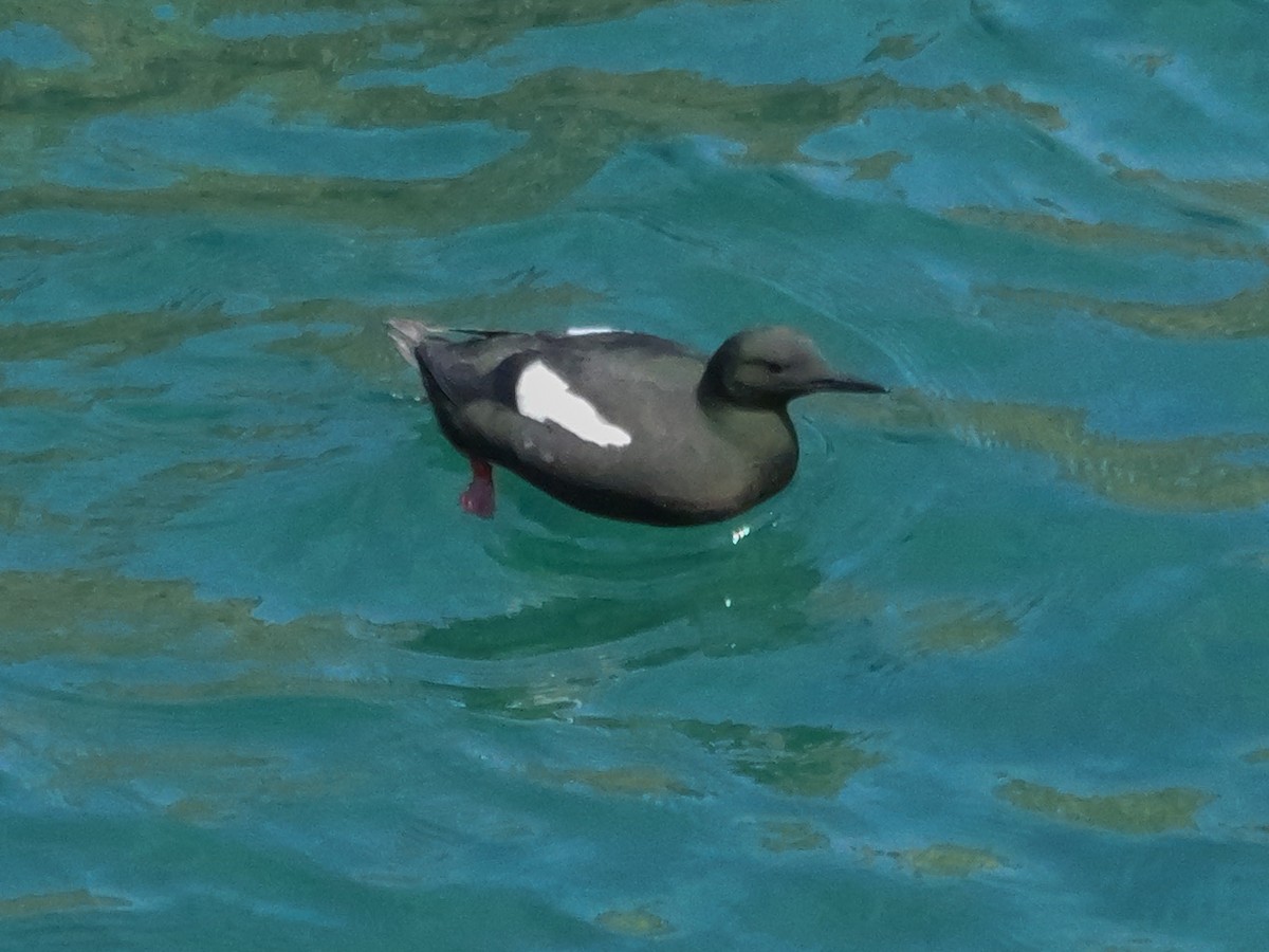 Black Guillemot - ML637479827