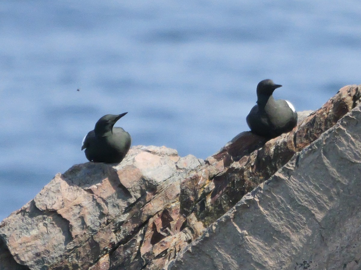 Black Guillemot - ML637479828