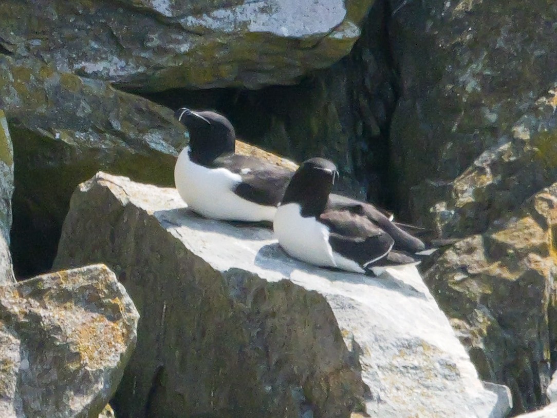Razorbill - ML637479855