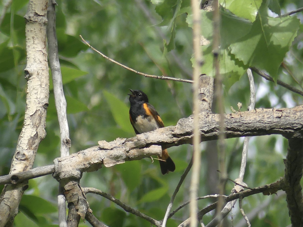American Redstart - ML637479888