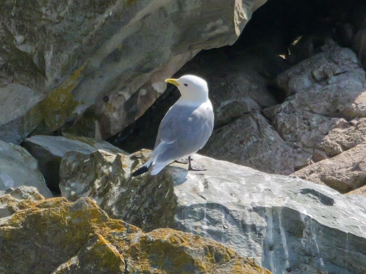 Black-legged Kittiwake - ML637479892