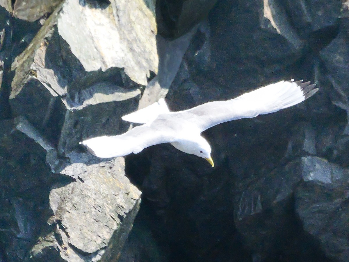 Black-legged Kittiwake - ML637479893