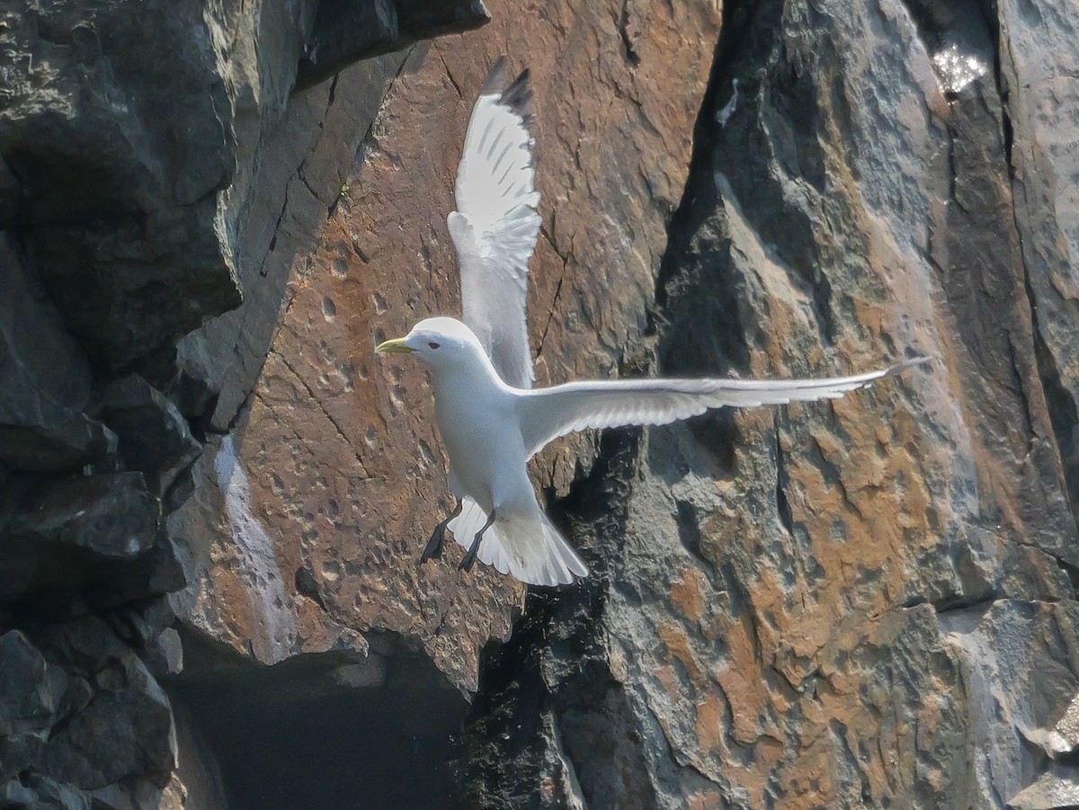 Black-legged Kittiwake - ML637479894