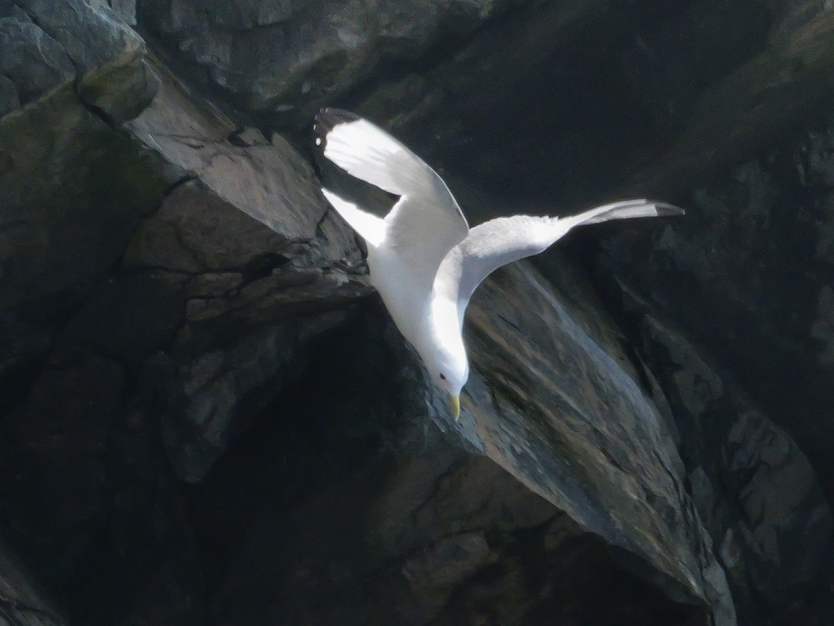 Black-legged Kittiwake - ML637479896