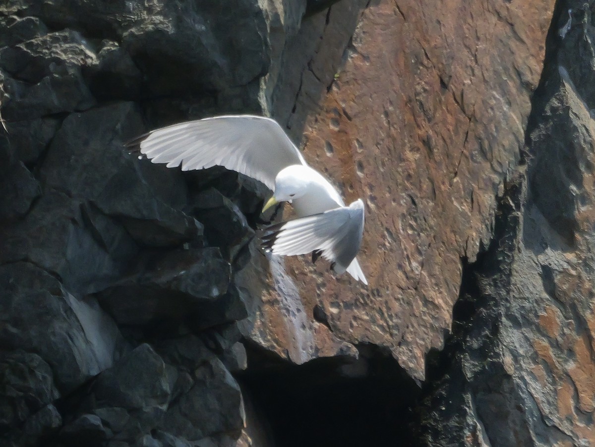 Black-legged Kittiwake - ML637479897