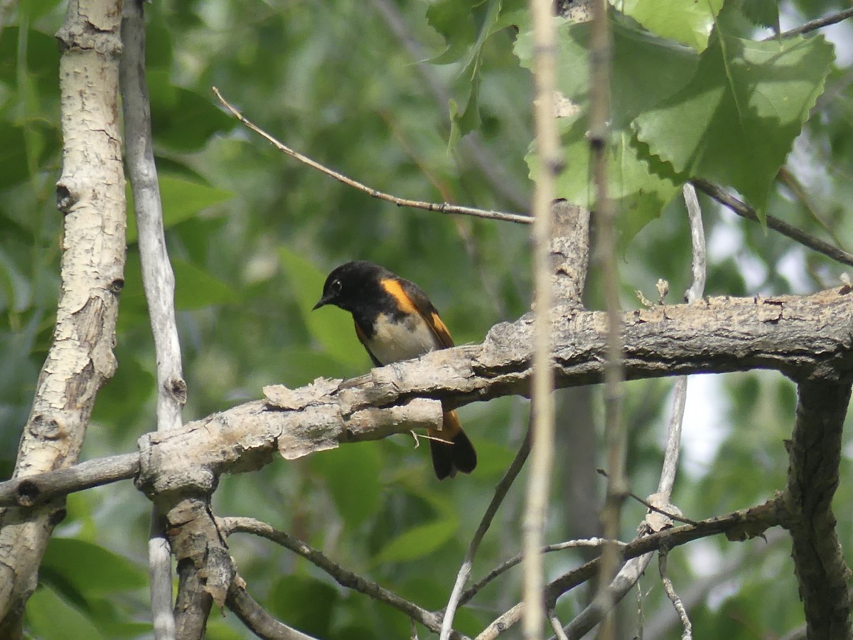 American Redstart - ML637479898