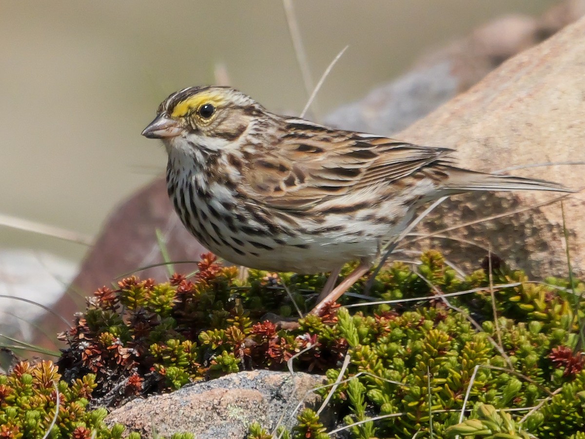 Savannah Sparrow - ML637479955