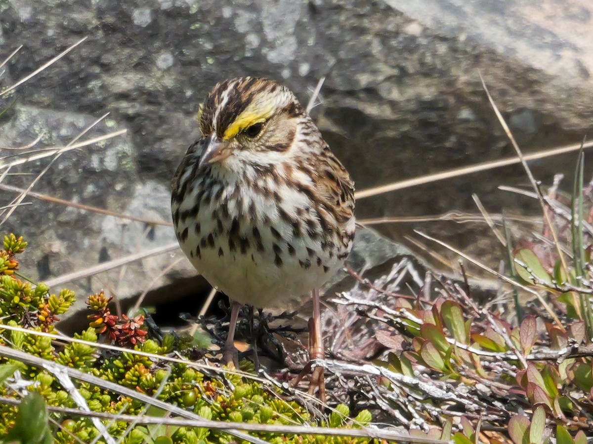 Savannah Sparrow - ML637479956