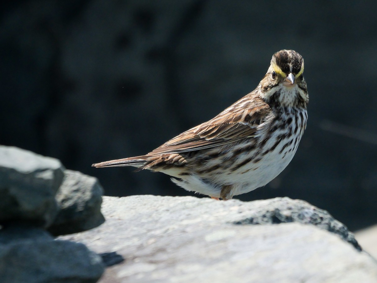 Savannah Sparrow - ML637479957
