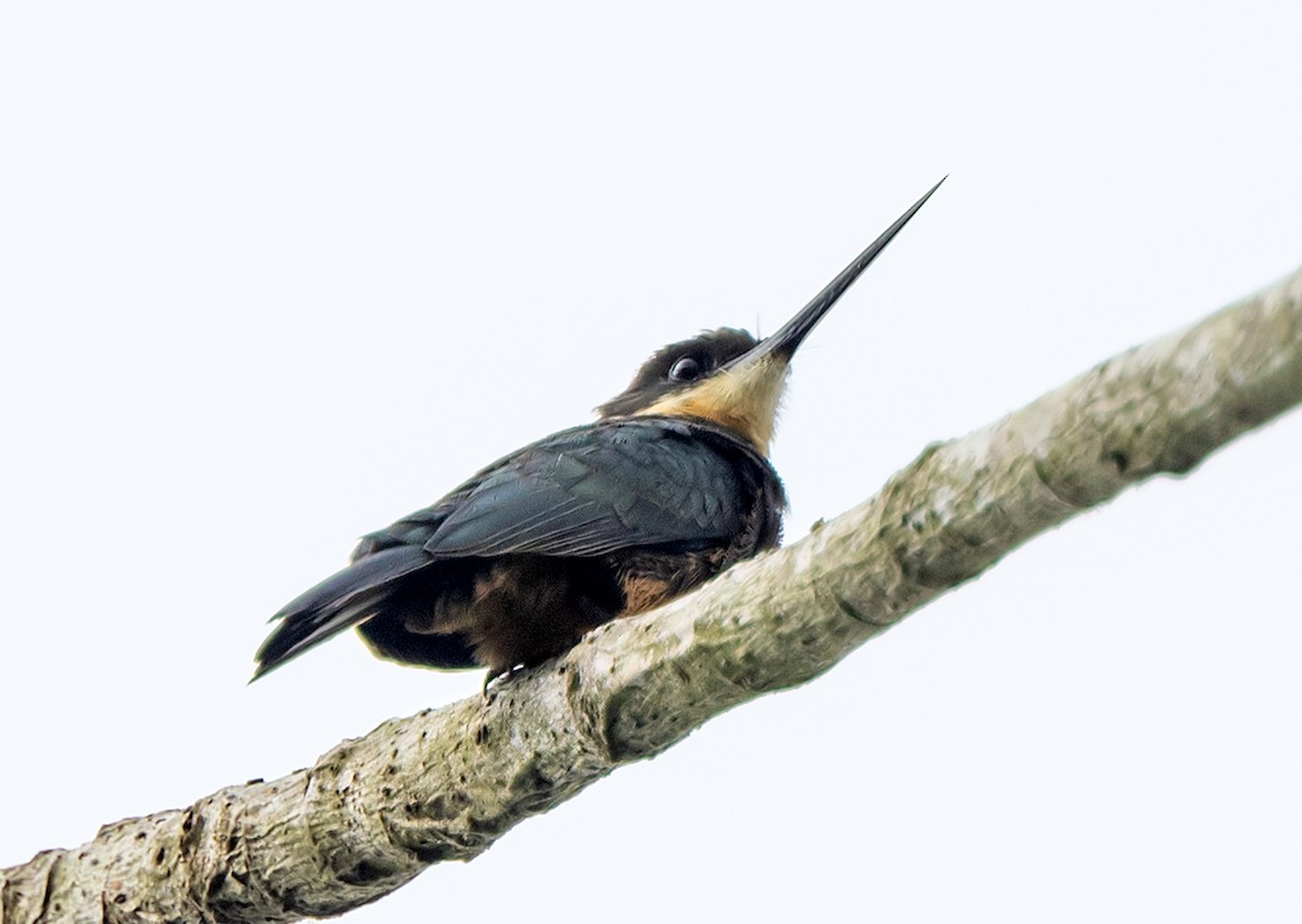 Dusky-backed Jacamar - ML637479970