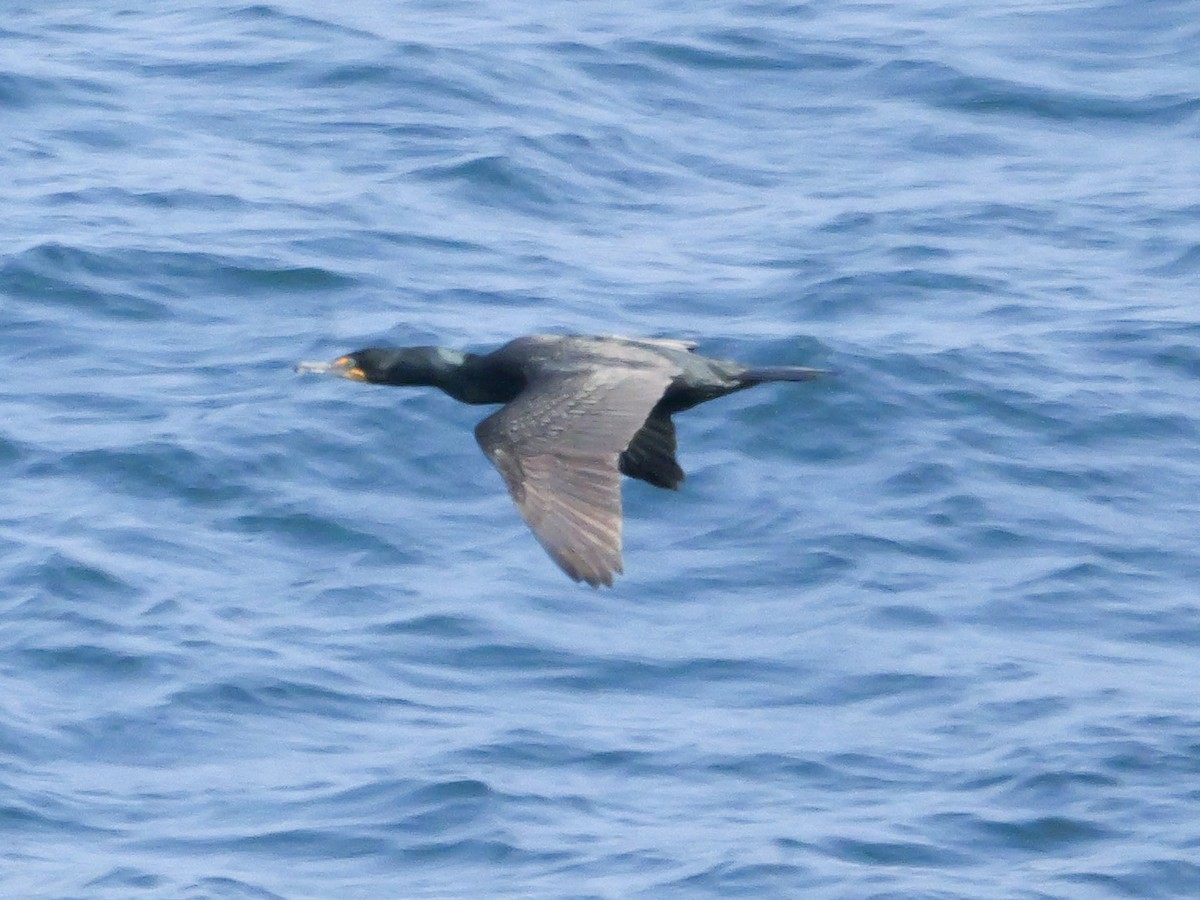 Double-crested Cormorant - ML637479988