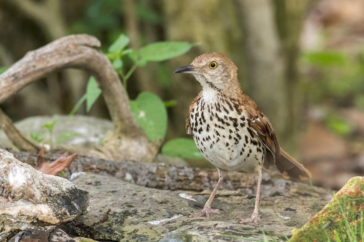 Brown Thrasher - ML637479992