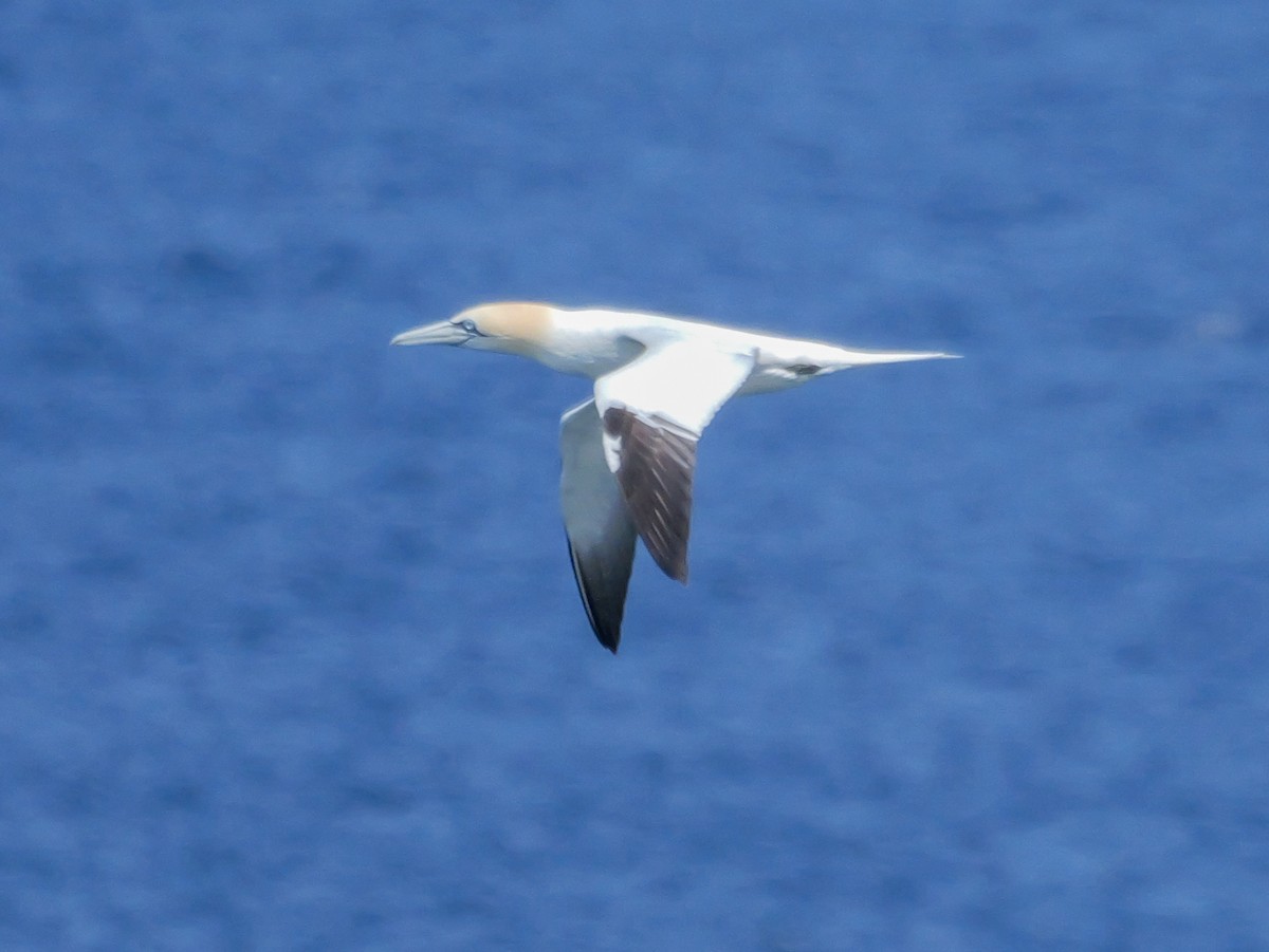 Northern Gannet - ML637480009