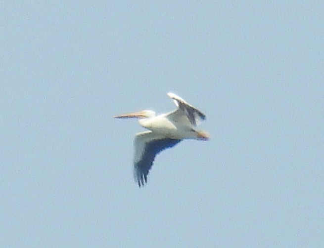 American White Pelican - ML637480014