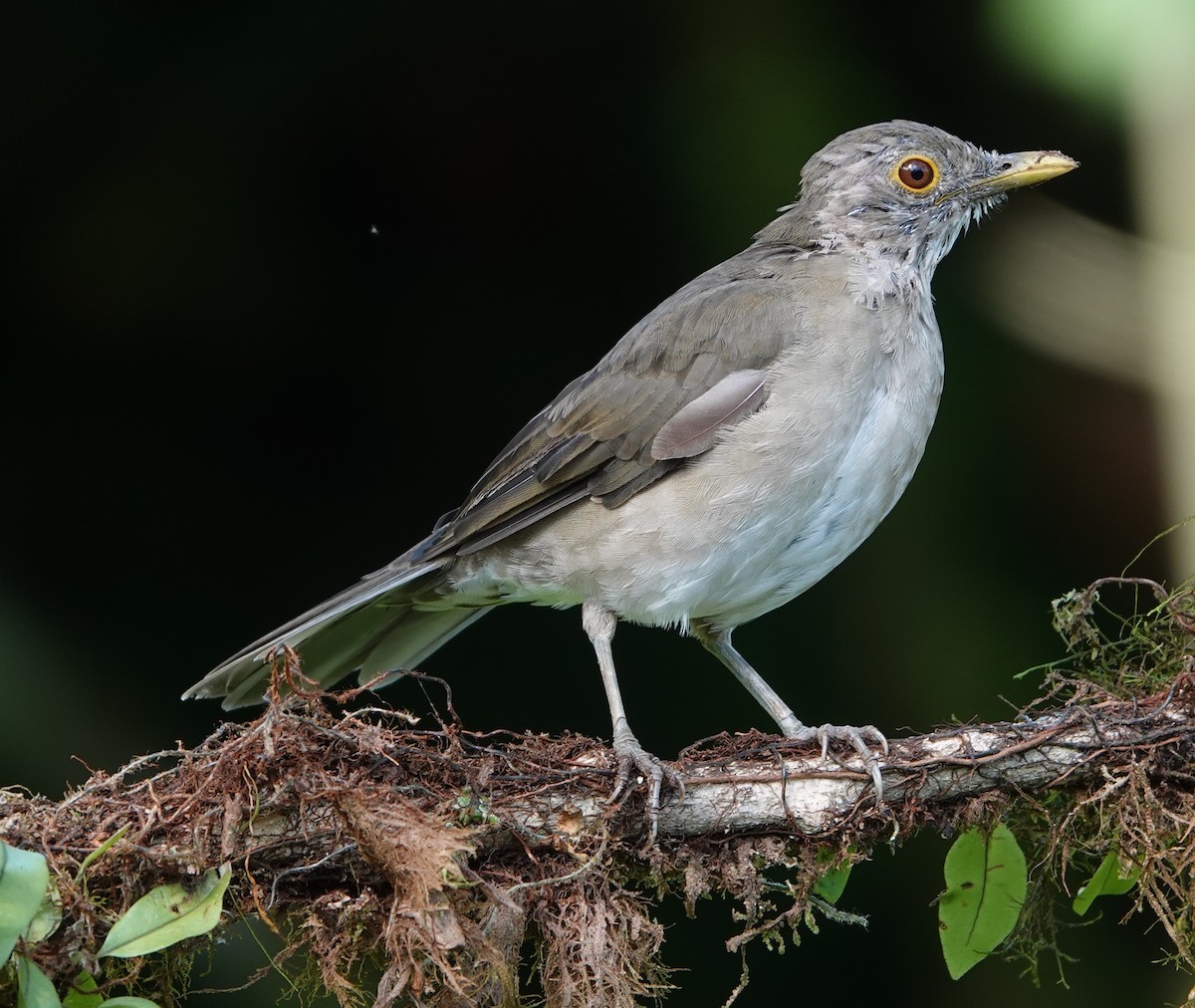 Ecuadorian Thrush - ML637480015