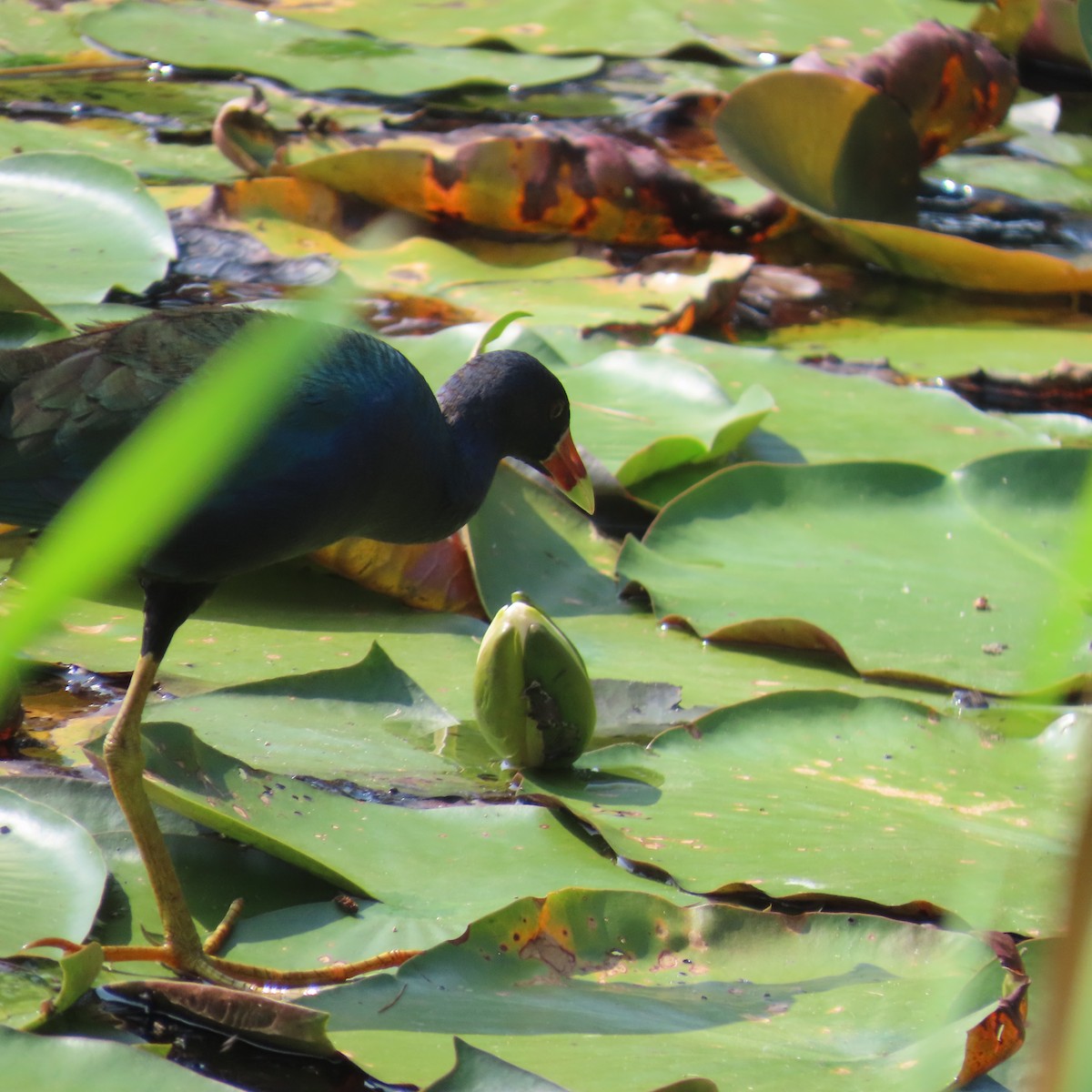 アメリカムラサキバン - ML637480020