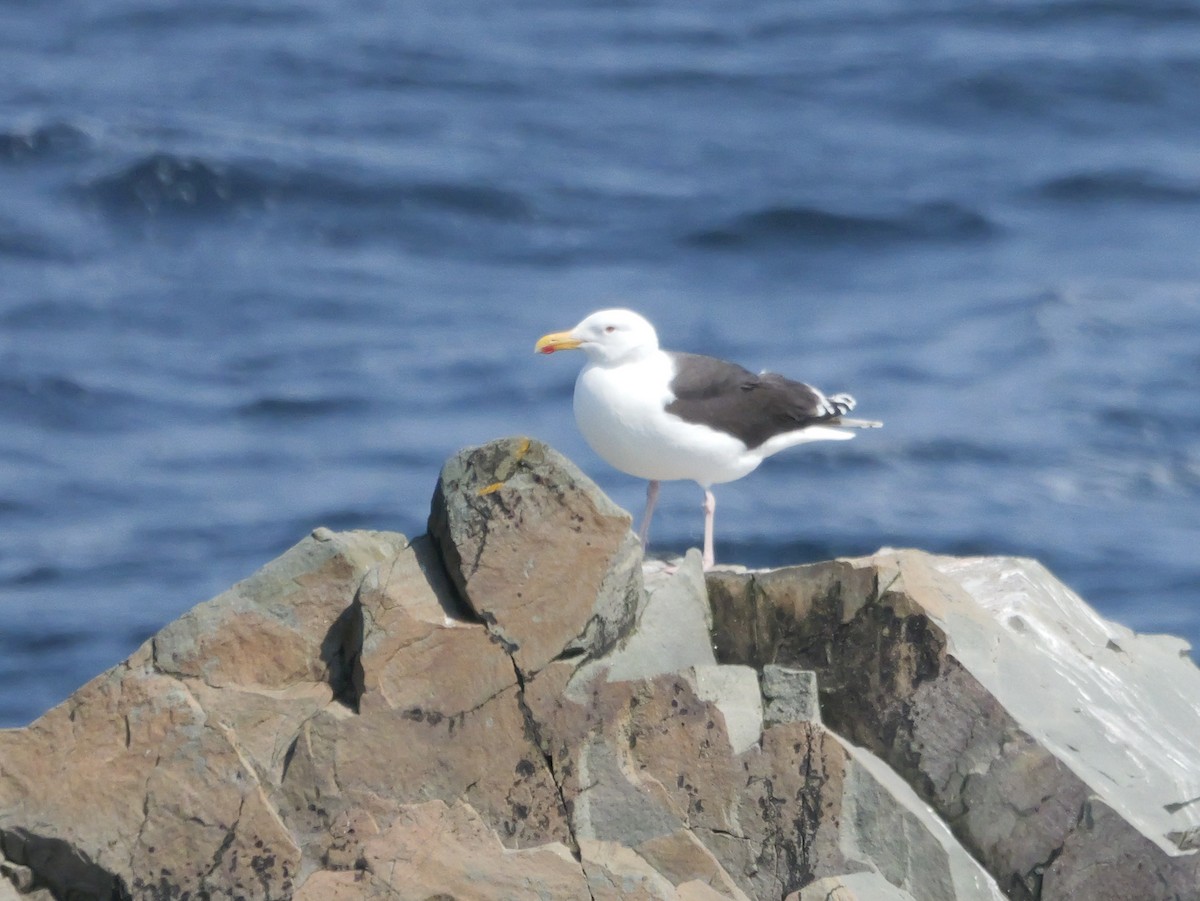 Great Black-backed Gull - ML637480022