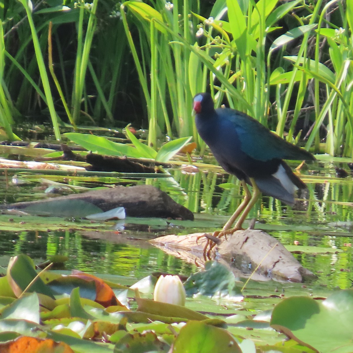 アメリカムラサキバン - ML637480047