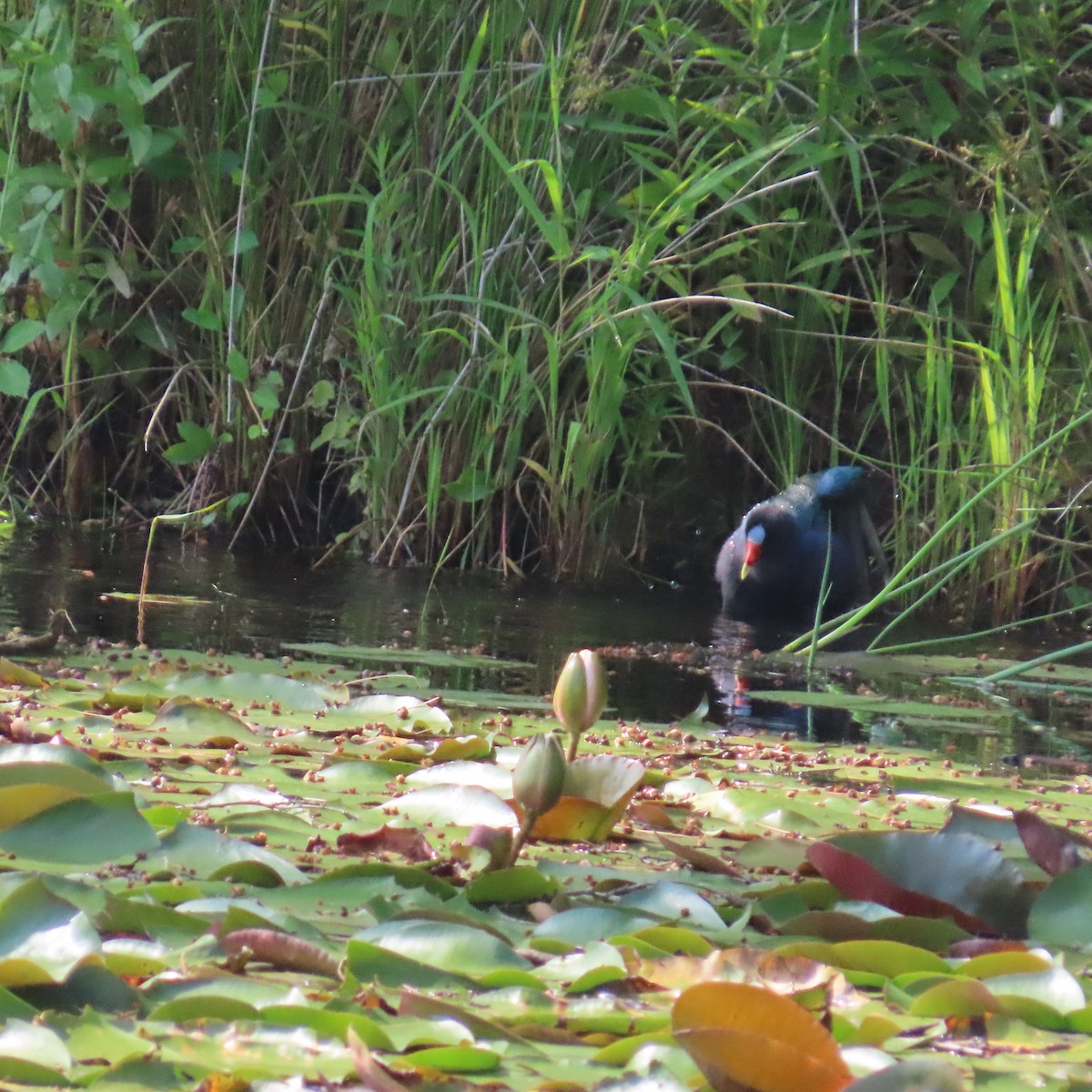 アメリカムラサキバン - ML637480048