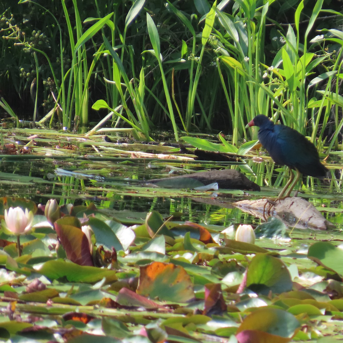 アメリカムラサキバン - ML637480049