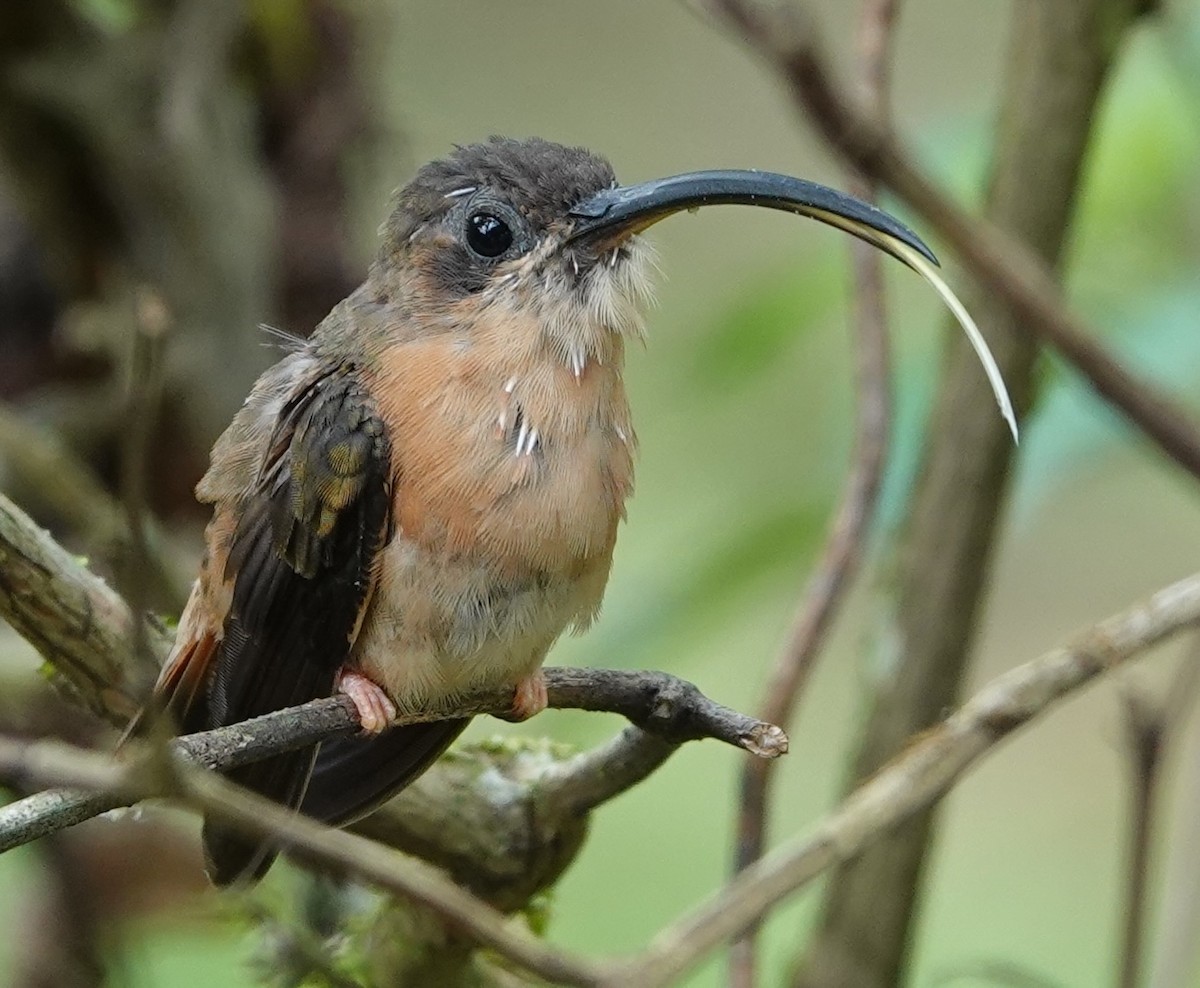 Bronzy Hermit - ML637480083