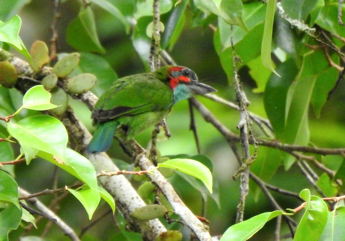 Black-eared Barbet - ML637480099