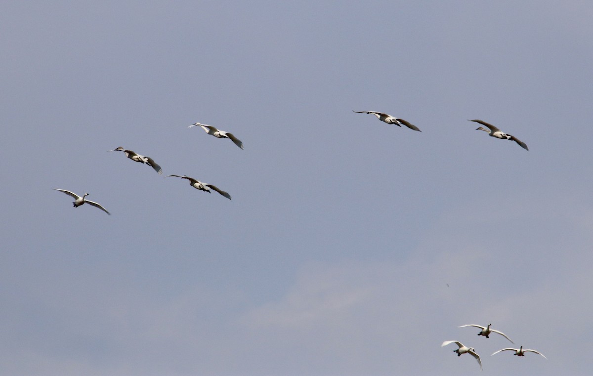 Tundra Swan - ML637480116
