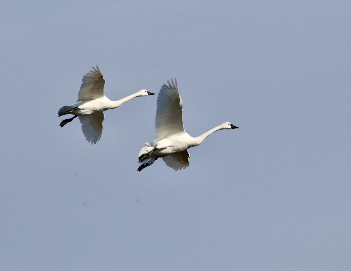 Tundra Swan - ML637480117