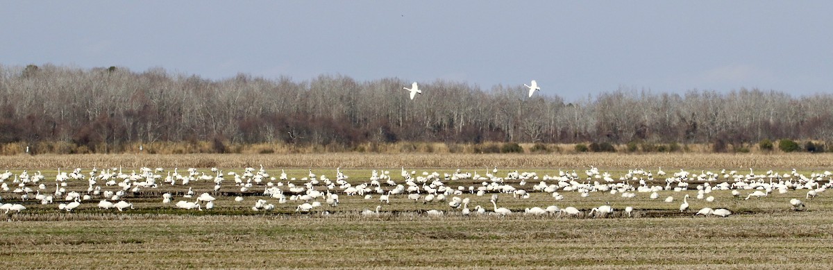 Tundra Swan - ML637480118