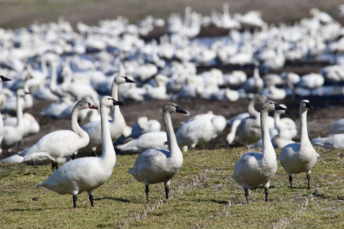 Tundra Swan - ML637480119