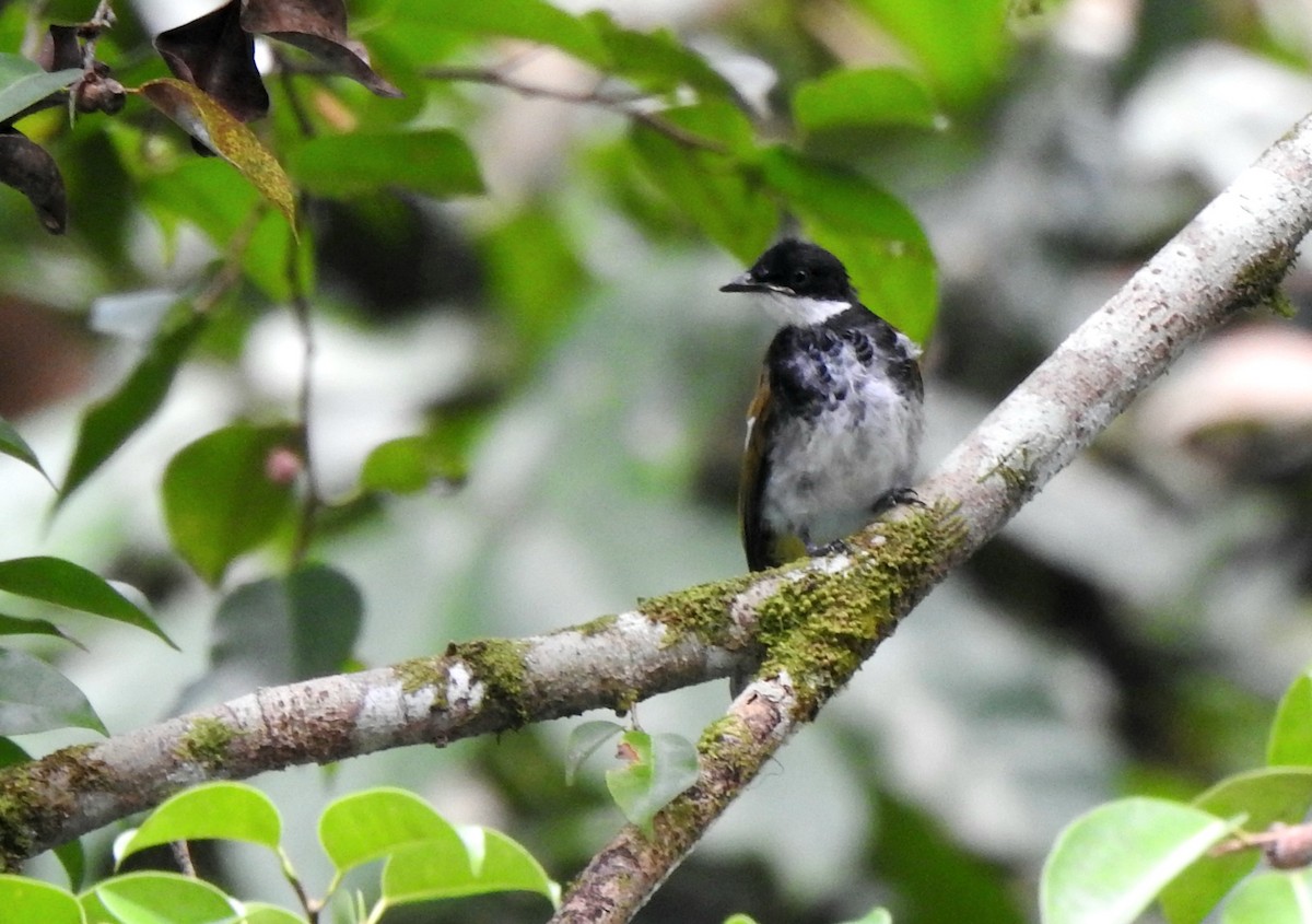 Scaly-breasted Bulbul - ML637480144