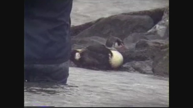 Eider à tête grise - ML637480319