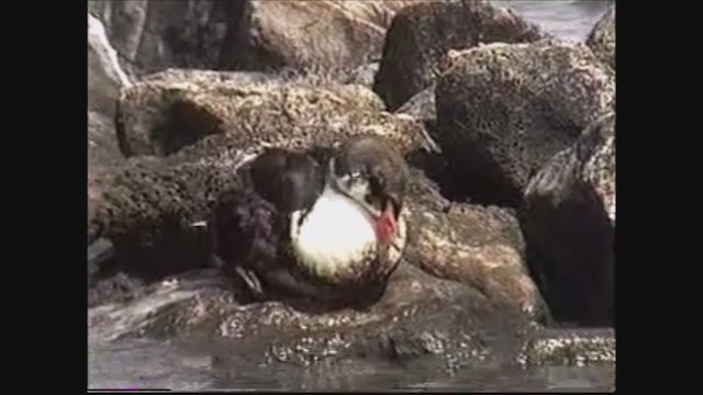 Eider à tête grise - ML637480345