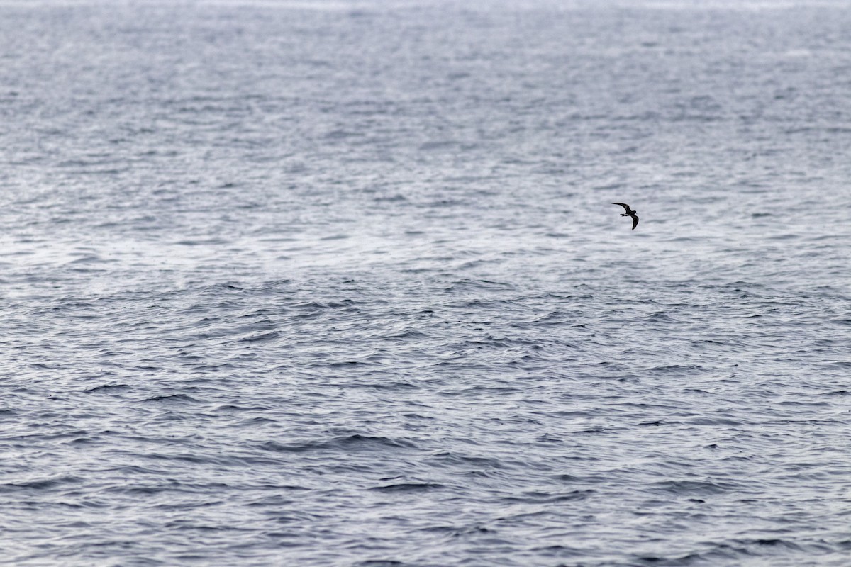 Leach's Storm-Petrel - ML637480402
