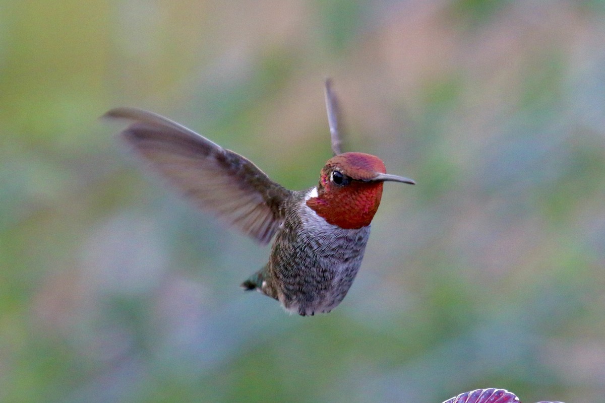 rødmaskekolibri - ML637480472