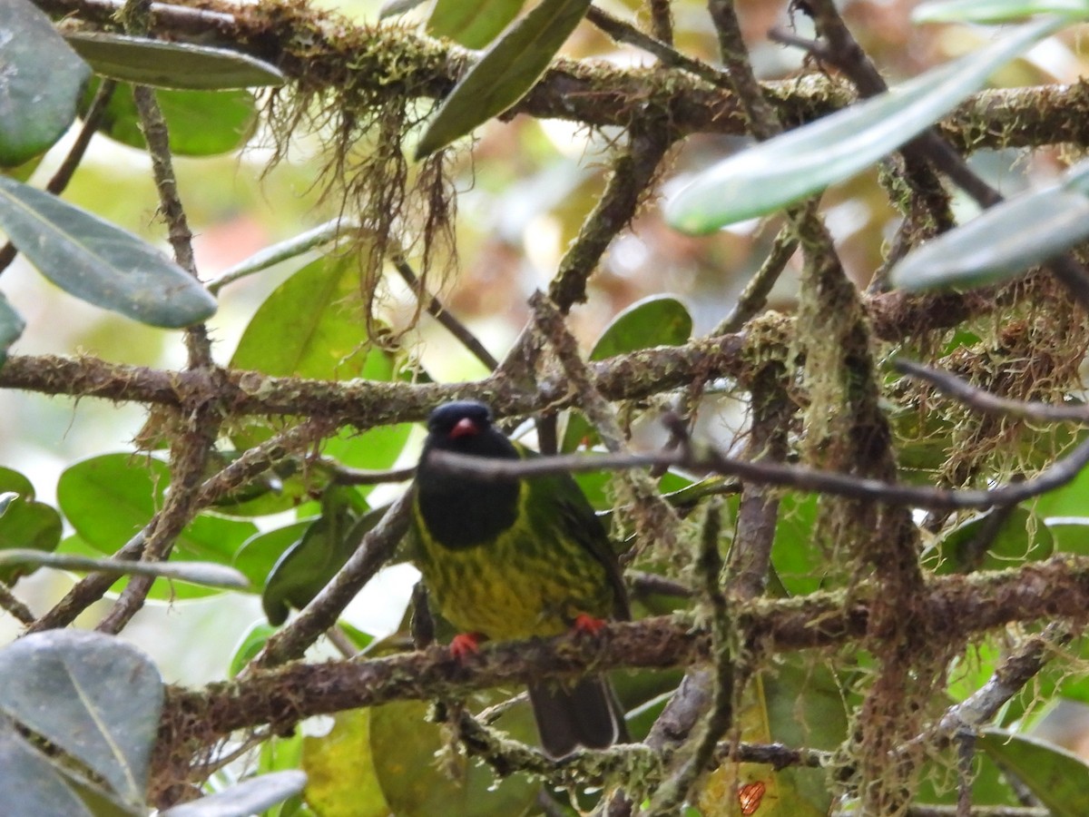 Green-and-black Fruiteater - ML637480491