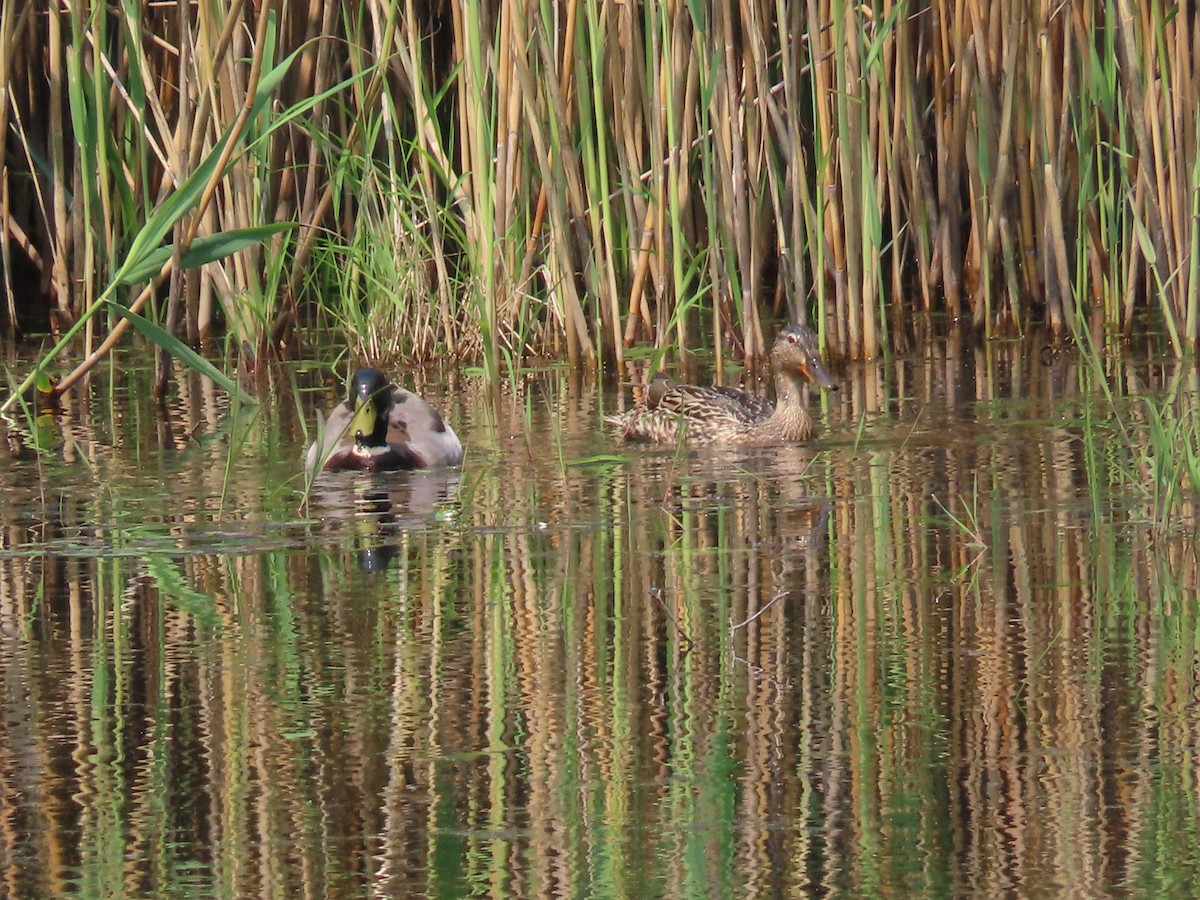Canard colvert - ML637480505