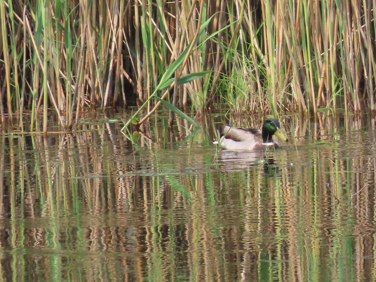 Canard colvert - ML637480506