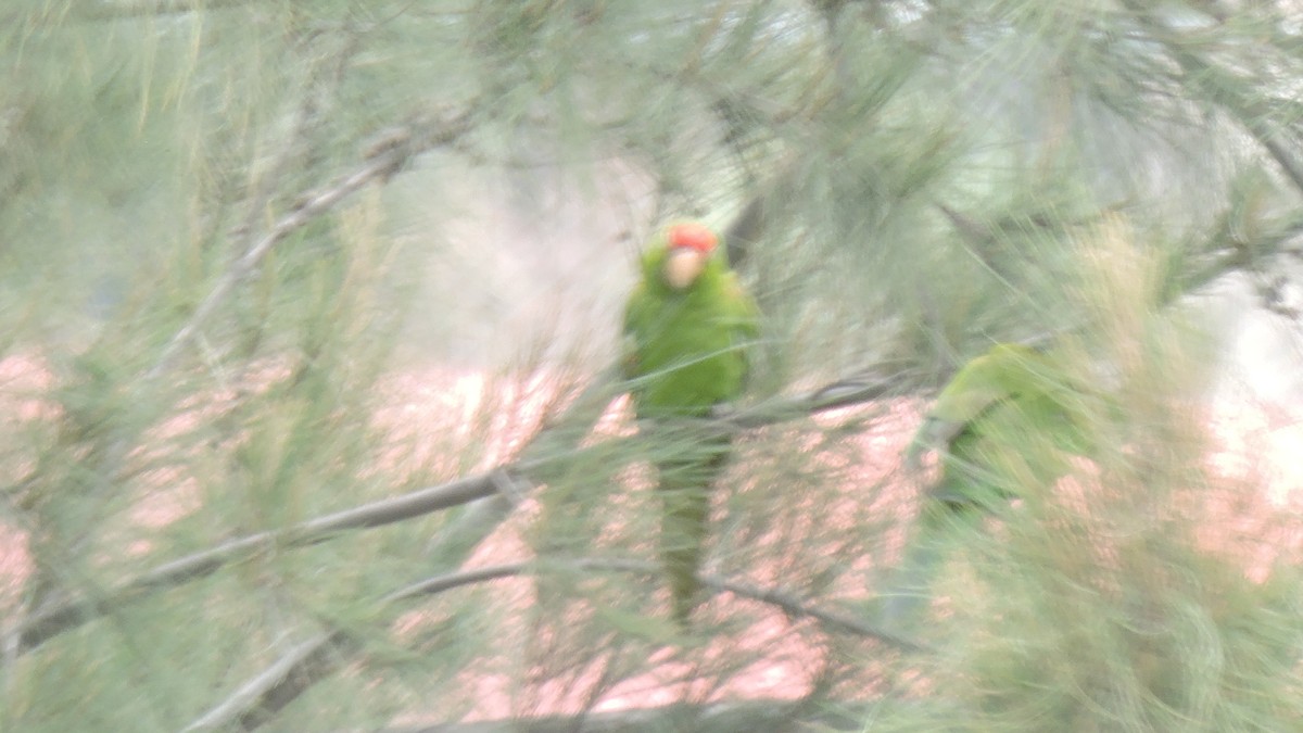 Cordilleran Parakeet - ML637480612
