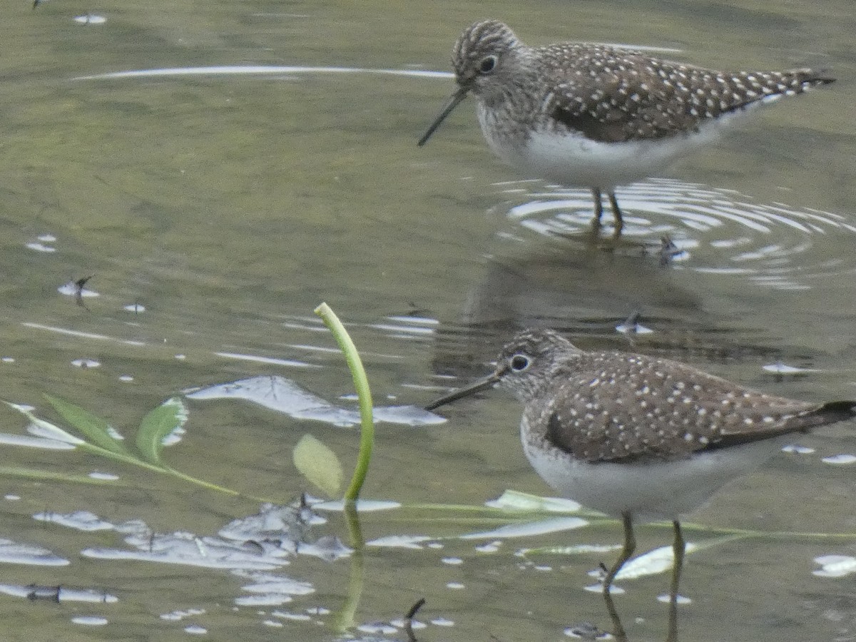 Solitary Sandpiper - ML637480645