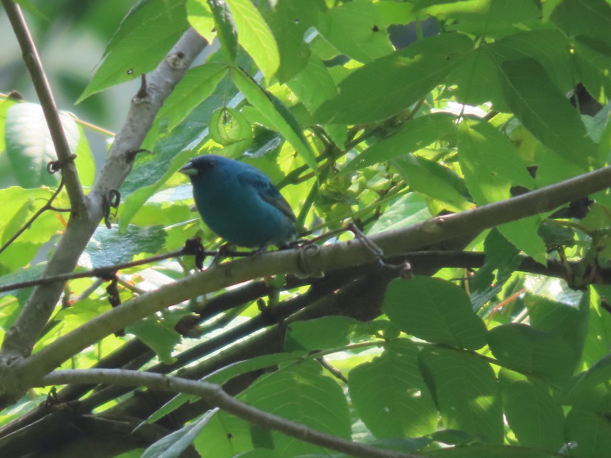 Passerin indigo - ML637480650