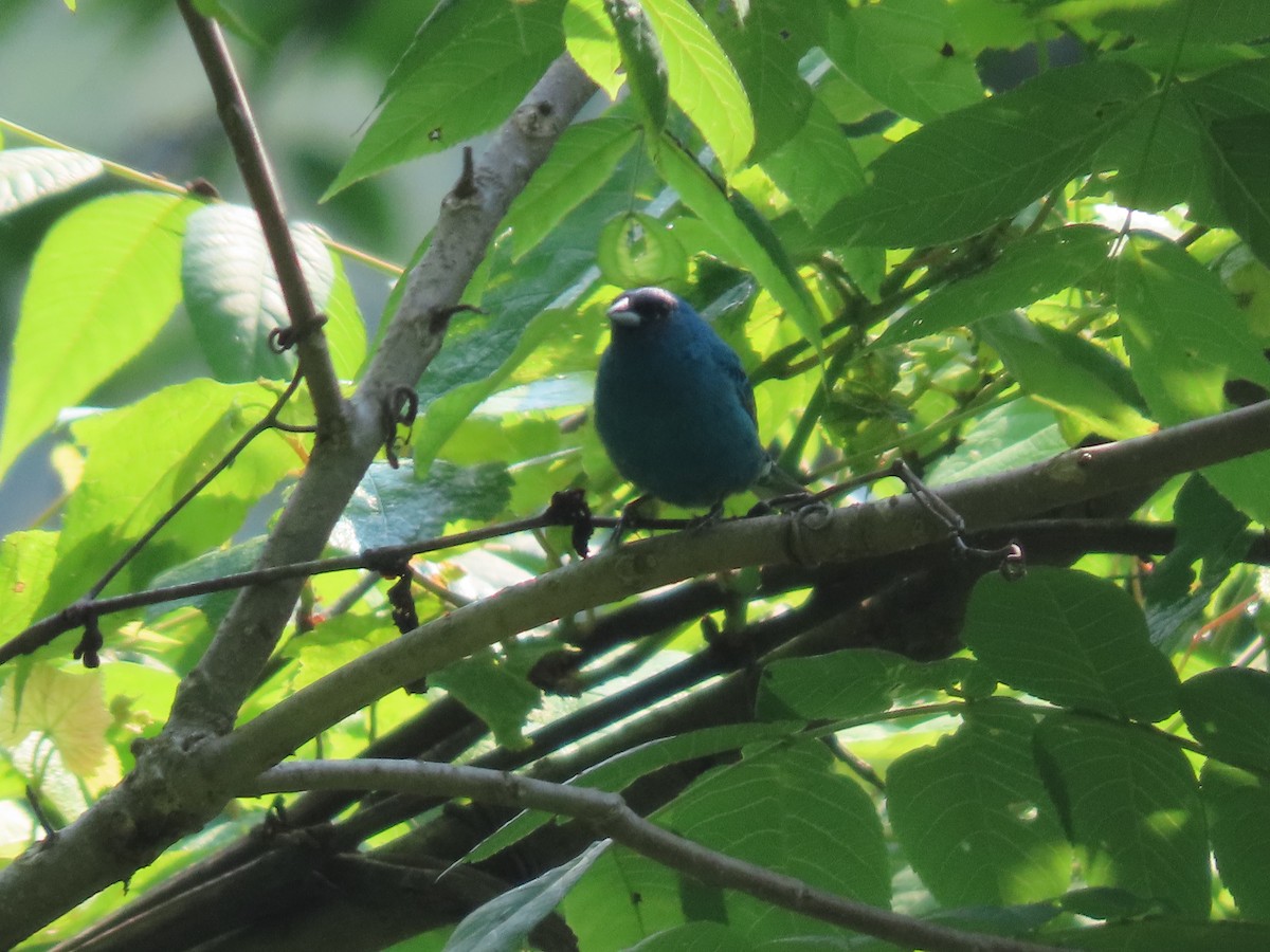 Passerin indigo - ML637480651