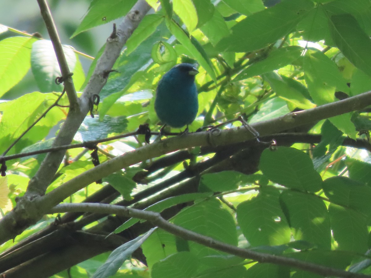 Passerin indigo - ML637480652