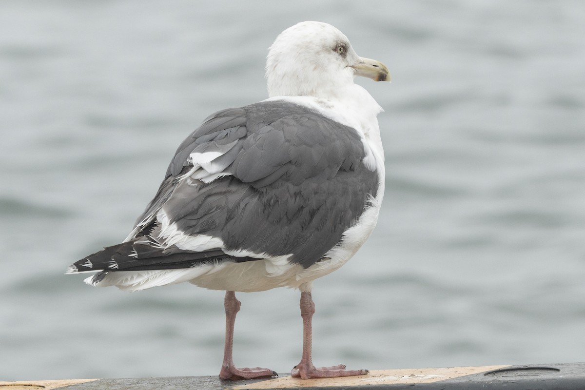 Slaty-backed Gull - ML637480700