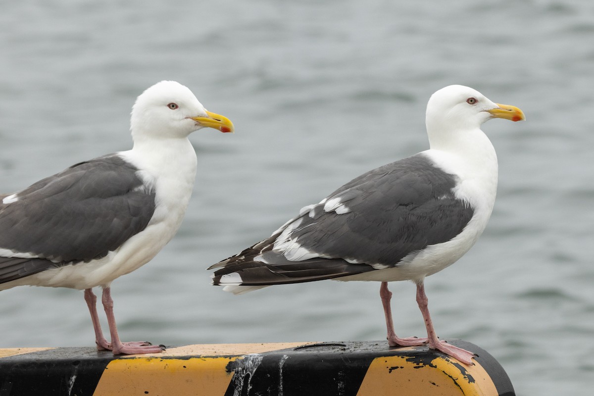 Slaty-backed Gull - ML637480701