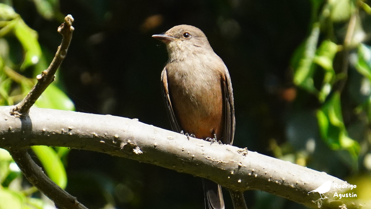 Vermilion Flycatcher (obscurus Group) - ML637480790
