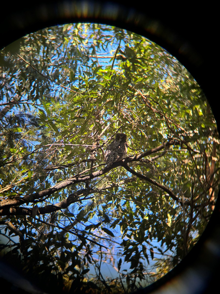 オニアオバズク - ML637480794